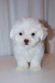 J0426 Maltese Snow White Cotton Ball Puppy
