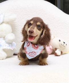MINIATURE DACHSHUND Puppies VIP41🐻 Male