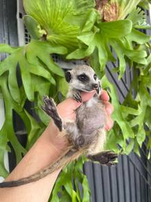 Meerkat meecat raccoon
