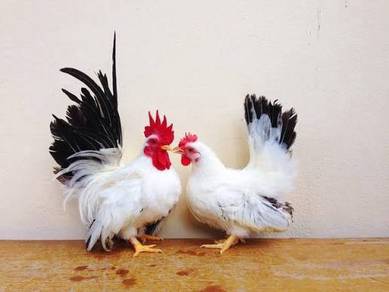 Anak ayam Japanese Bantam chick chicken bird 