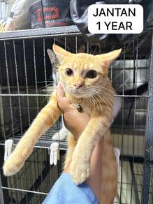 Cats Open For Adoption