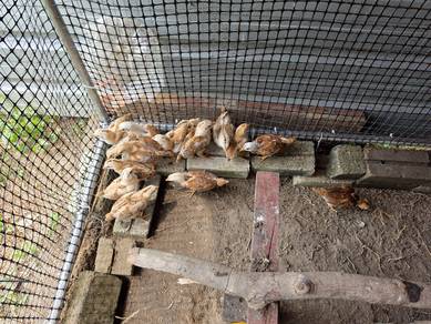 Ayam Rhode Island Red
