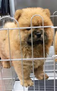 QQQ8888 Chow Chow big paws thick coated puppy