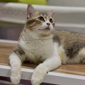 Cat for adoption