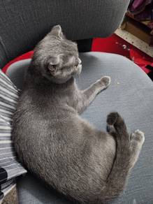 British Short Hair Scottish fold