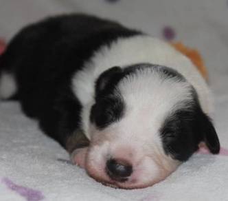 Border collie quality mka puppies