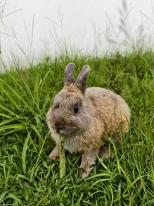Netherland Dwarf