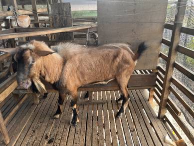 Kambing jantan