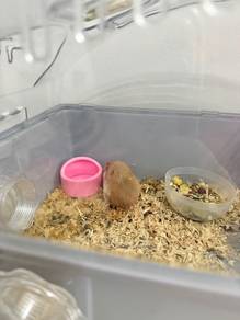 anak hamster for sale