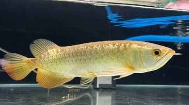 Arowana SHB