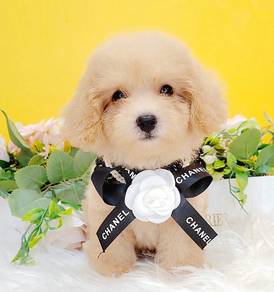 Poodle