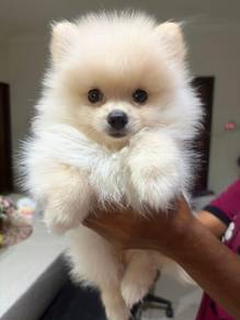 Pomeranian male