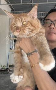 Mainecoon Male 