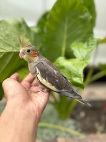 burung jinak cockatiel grey bird parrot