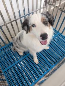Merle Border Collie, Male, 1 yr old, KL/SEL 