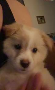 Pomeranian
