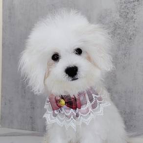 Bichon Frise