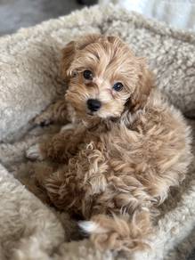 U8892 Trusting Maltipoo fills hearts with love pup
