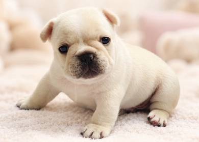 FRENCH BULLDOG PUPPIES VIP843🌻 Boy