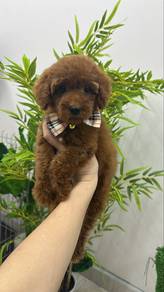 Super Red Color Male Poodle Puppy M6