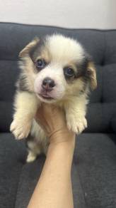 Long-haired Male Corgi (M-1) – DOB: 2026-02-07