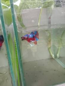 betta/ikan laga