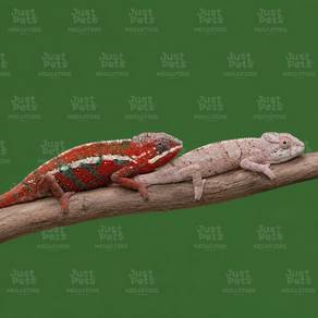 Chameleon Ambilobe Panther