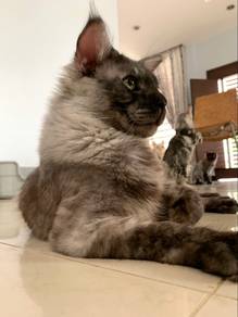 Smoky black Maine coon