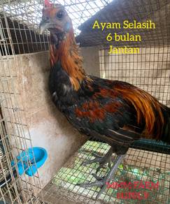 Ayam Selasih