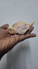Burung teil lutino