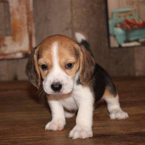 J1032 Bubble of love Beagle Charming Curious Nose