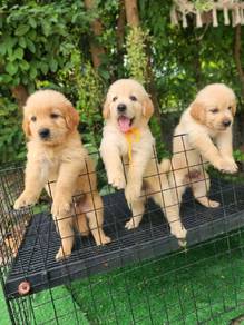 Golden puppies8
