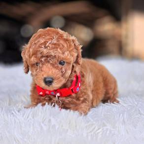 tiny poodle 