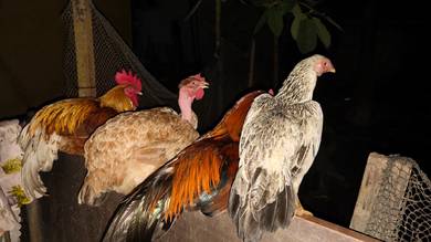 Ayam 