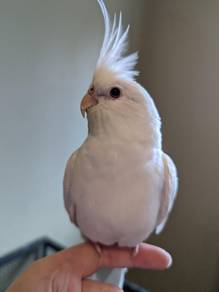 cockatiel