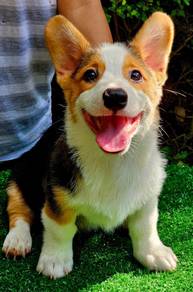 CORGI PUPPIES C213 🌻 cheeky Puppy Male~Female