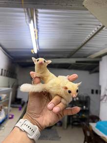 leucistic sugar glider