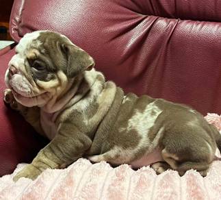ENGLISH BULLDOG PUPPIES Male C043