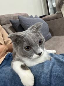 Scottish Fold