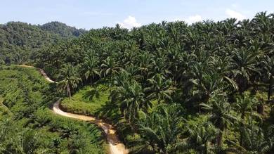 Agricultural Land in Ipoh, PRK