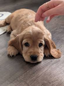 Downy English Cocker Spaniel Sweet Face Puppy Pupp