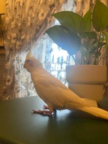 Lutino Cockatiel