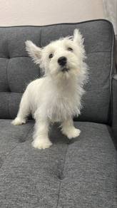 Westie Male n Female Puppies 2 mths old