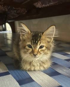 mix persian