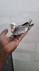 Cockateil