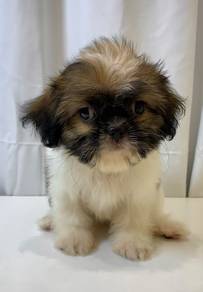 J0552 Shih Tzu Cute Tricolor Baby Face Puppy