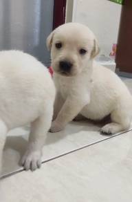 Labrador mka and microchip