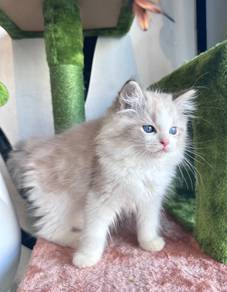 Seal Lynx Bicolor Ragdoll