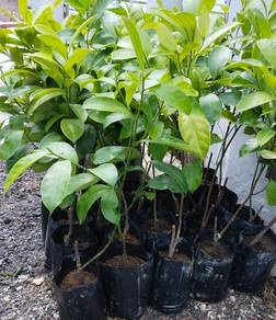 Anak pokok Cempedak Penang king 2 kaki