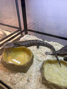 Blue tongue skink